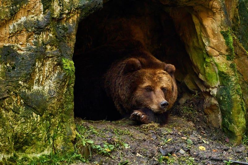 Maison ours 2026 : 10 astuces pour un intérieur chaleureux et tendance