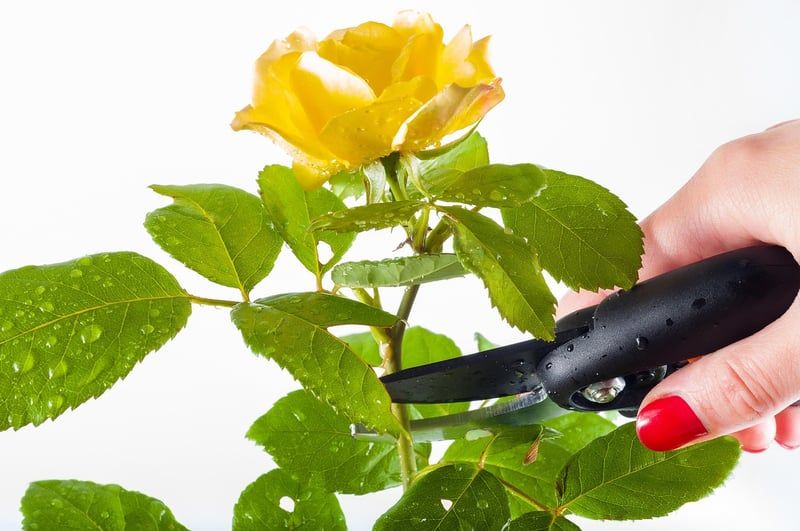 Découvrez le meilleur sécateur de jardin de 2026 pour un entretien optimal