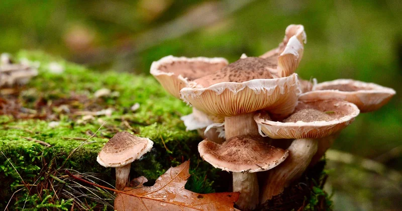 Le coniophore des caves : le principal sosie