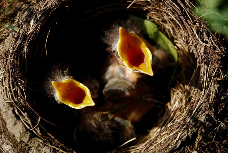 Comment nourrir un oisillon de mésange ? (La pâtée qui a sauvé le mien)