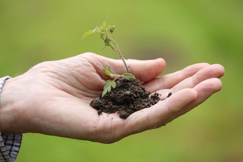 Comment pousse les fraises : le guide surprenant du potager