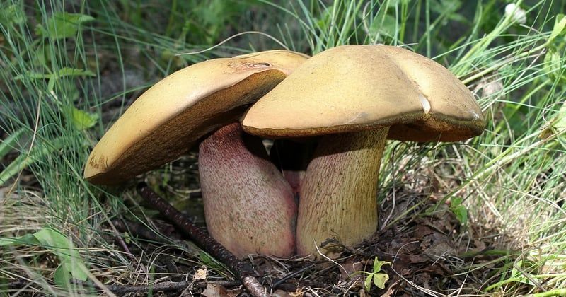 Champignon bolet jaune : comment le reconnaître et le cuisiner