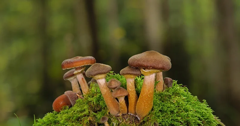 Les autres sosies : polypore, mérule des bois et compagnie