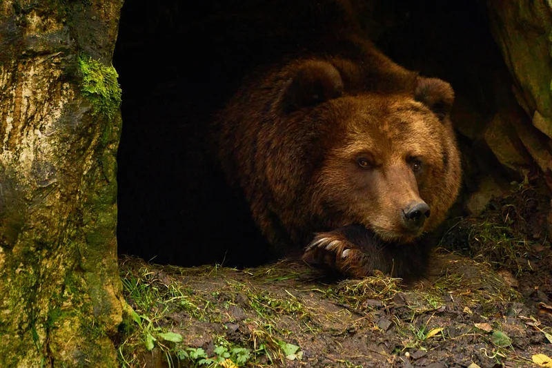 Comment l’ours construit et isole sa tanière ? (Les matériaux, la structure, les erreurs que j’ai faites en la décrivant)