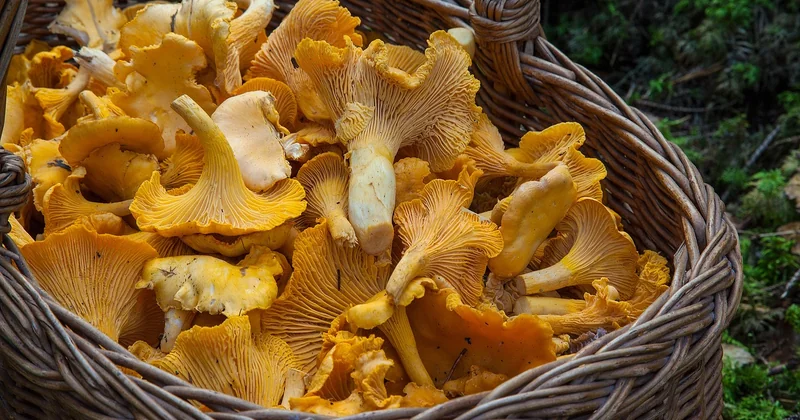 Cueillette, réglementation et saison