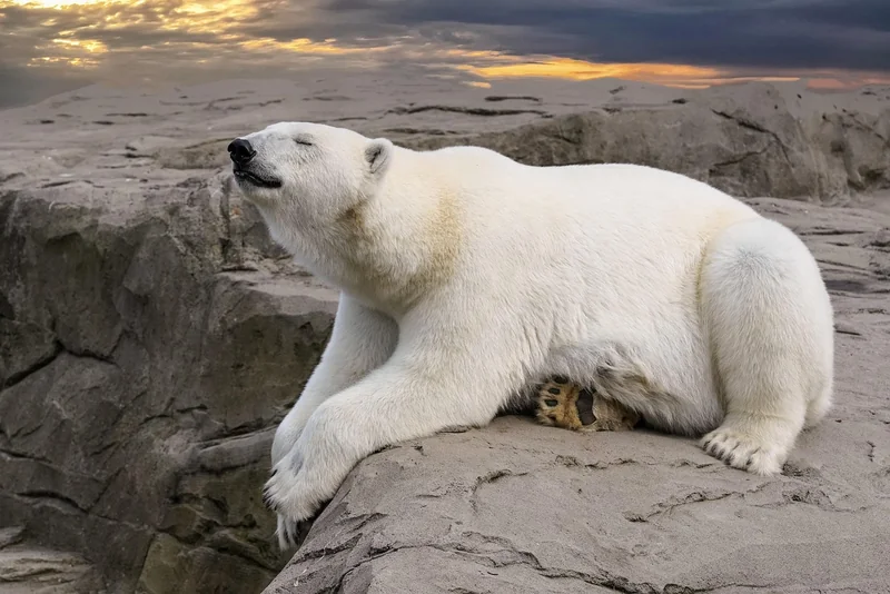 Où dorment les ours ? (Spoiler : pas dans des grottes glacées)