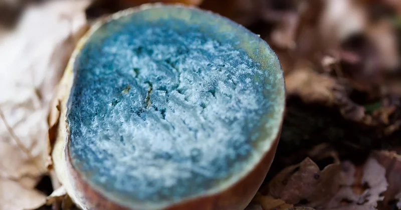 Le piège des bolets bleuissants