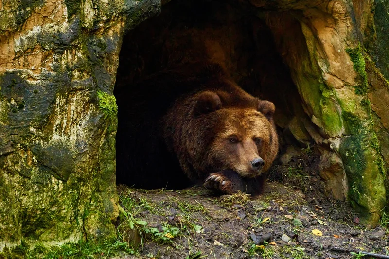 Comment s’appelle la maison d’un ours ? (Et pourquoi “tanière” est le bon mot)
