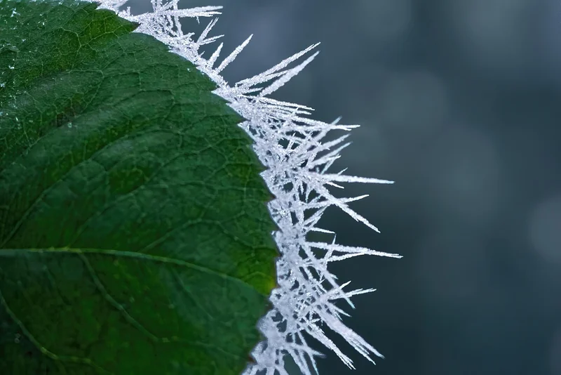 Laurier-rose feuille marron : et le gel dans tout ça ?