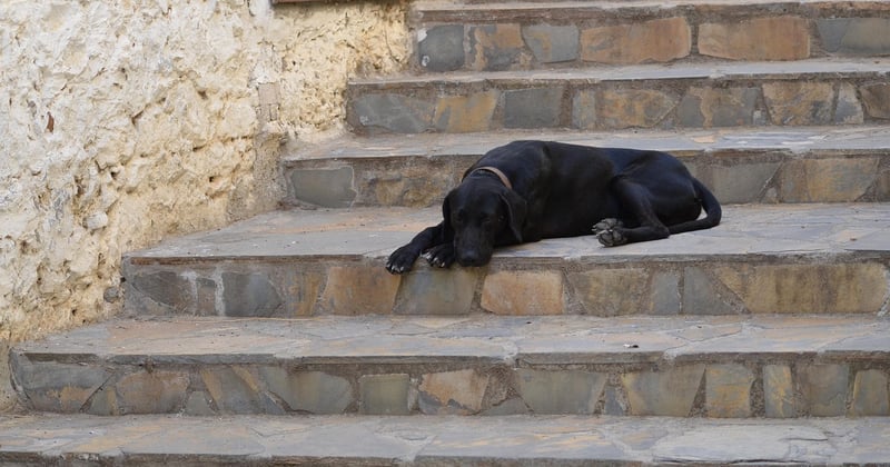 Monte-escalier Stannah : prix, guide complet et astuces pour bien choisir