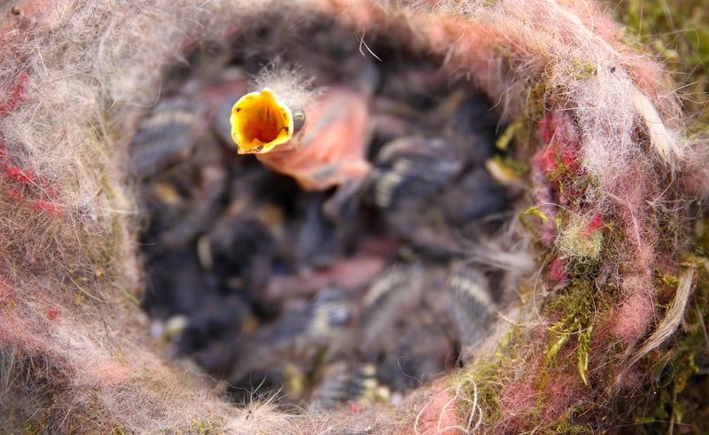 Oisillon mésange : comment le nourrir et en prendre soin en 2026
